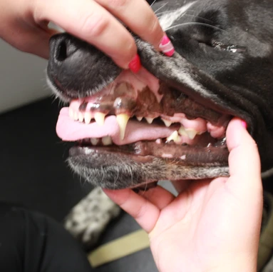 vet examining dog teeth