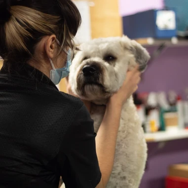 vet tech petting dog