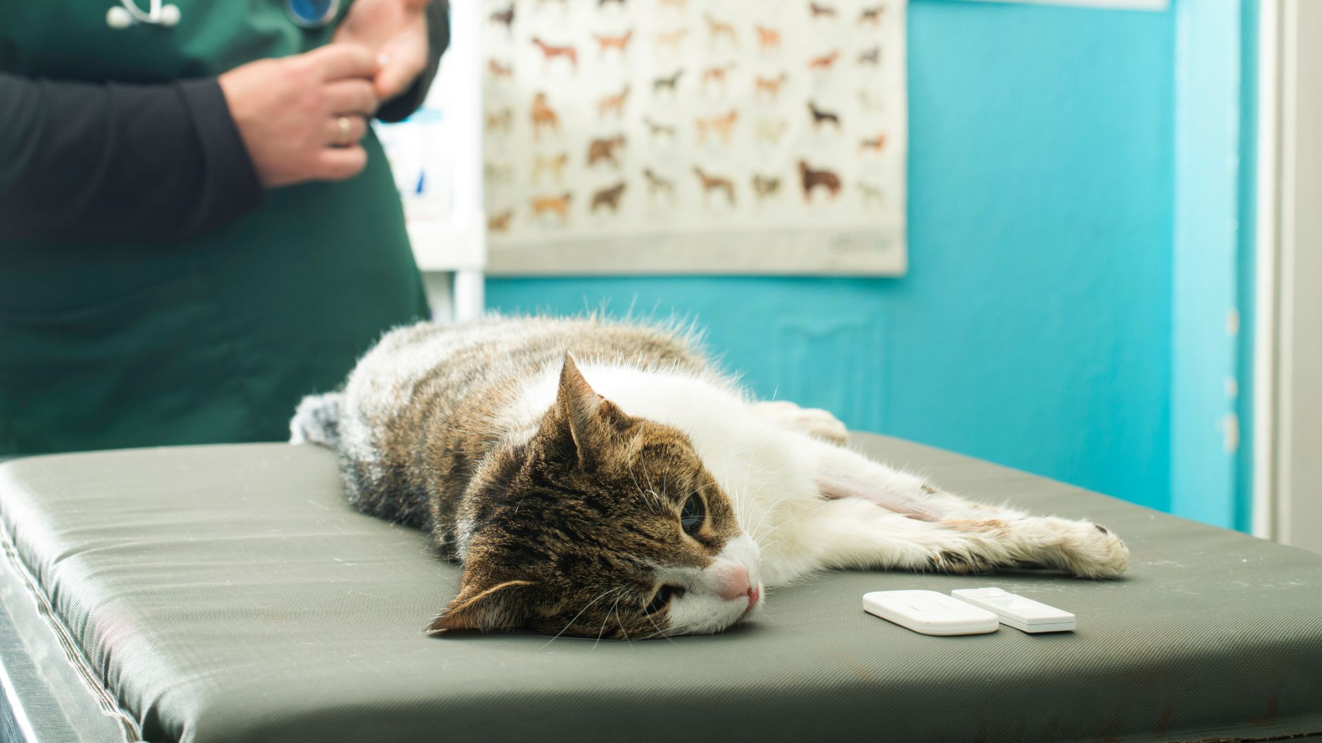 Pet Blood Work In Philadelphia, PA Companion Pet Hospital