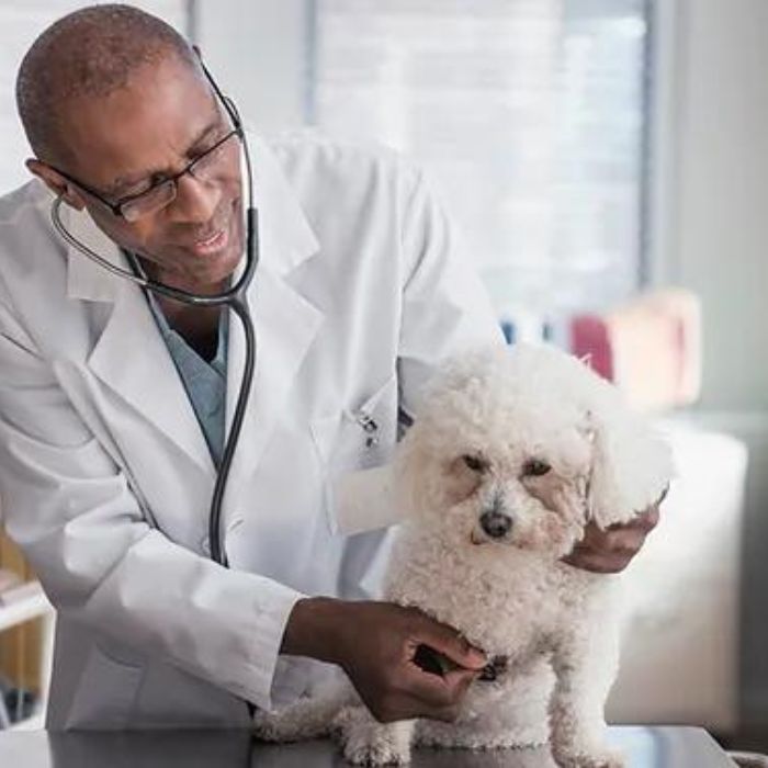 Pet End-of-Life Care - health checkup