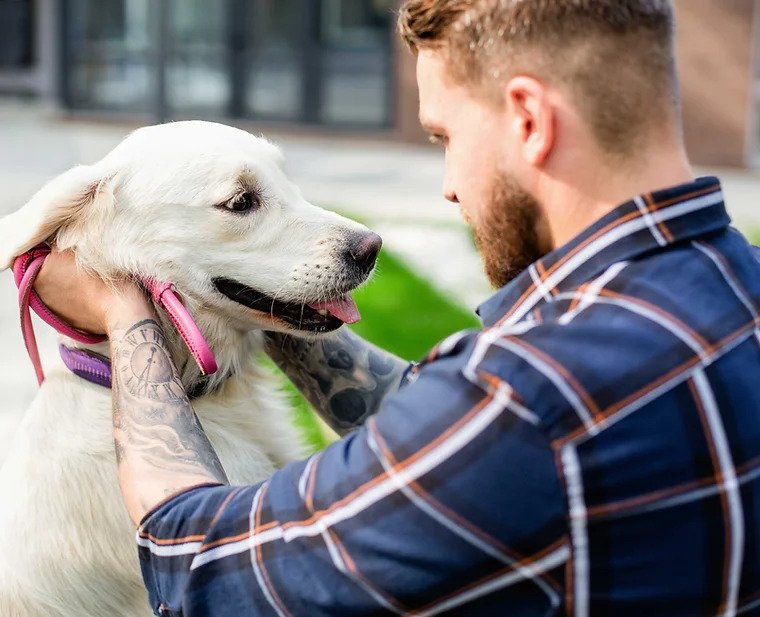 person petting dog
