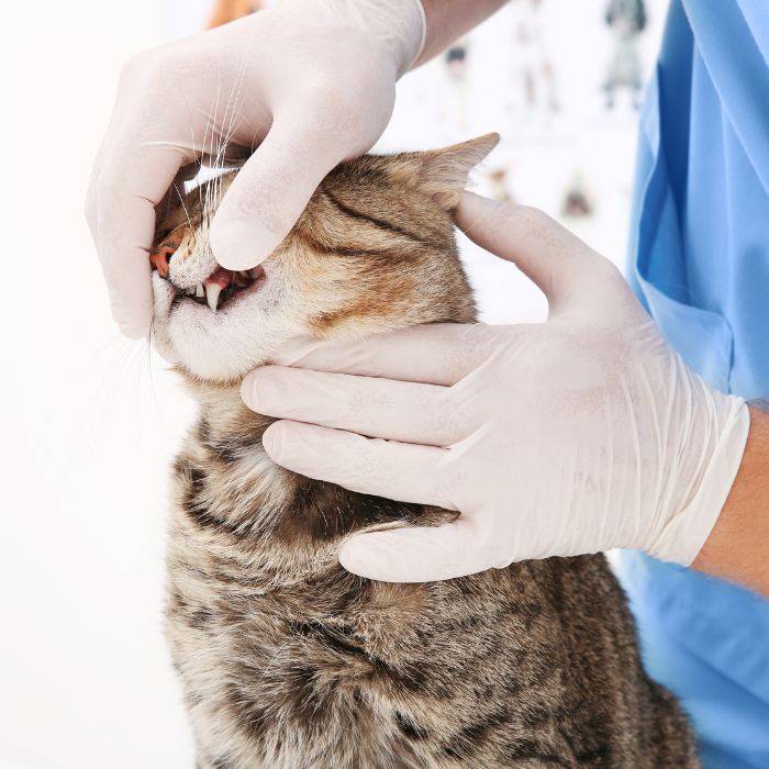 Cat's teeth check by vet