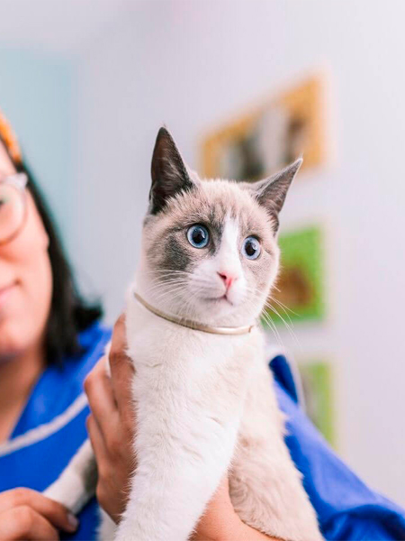 A vet caring a cat