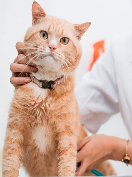 A vet is holding a cat