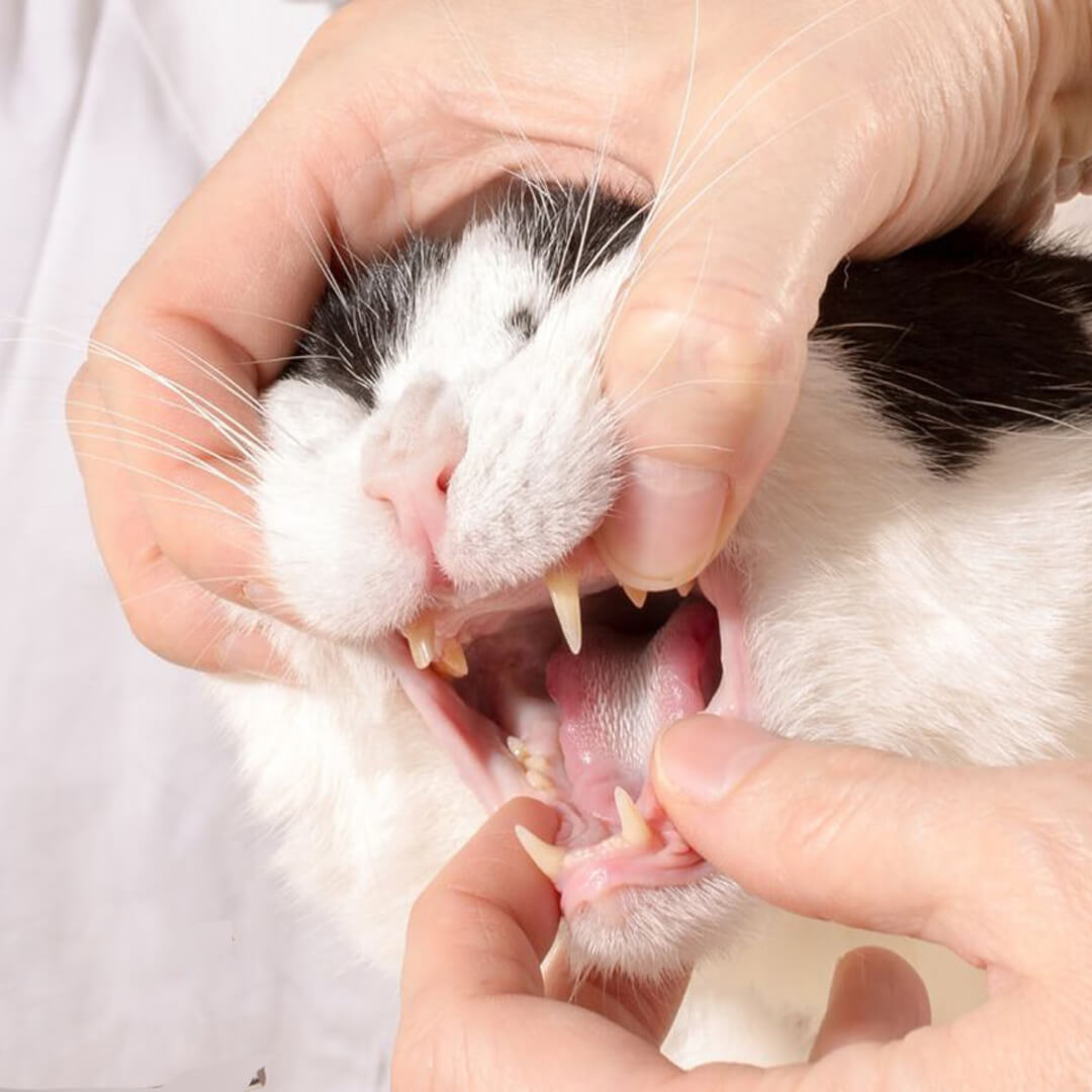 Cat Dental 