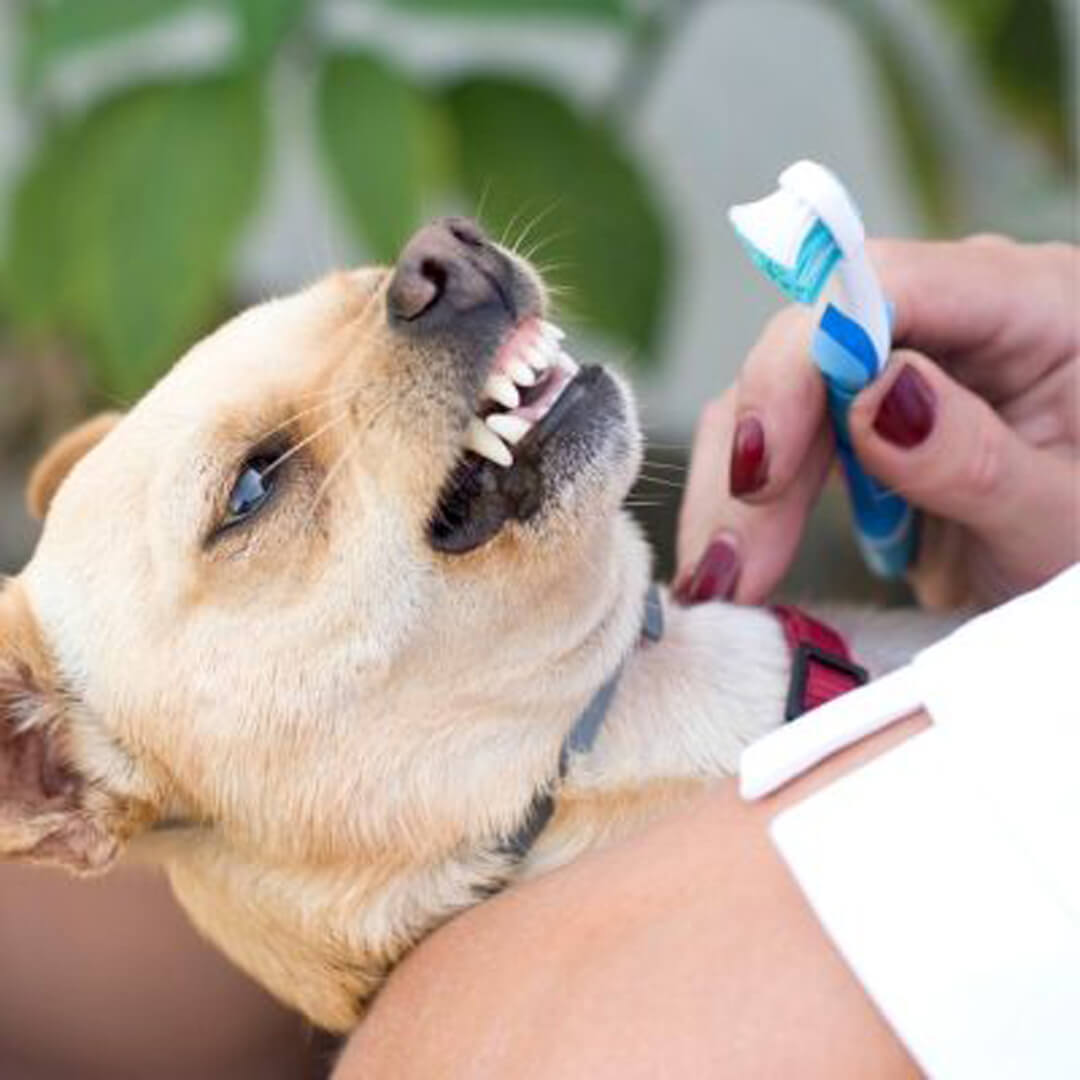 Vet brushing cat's teeth - Pet Dentistry