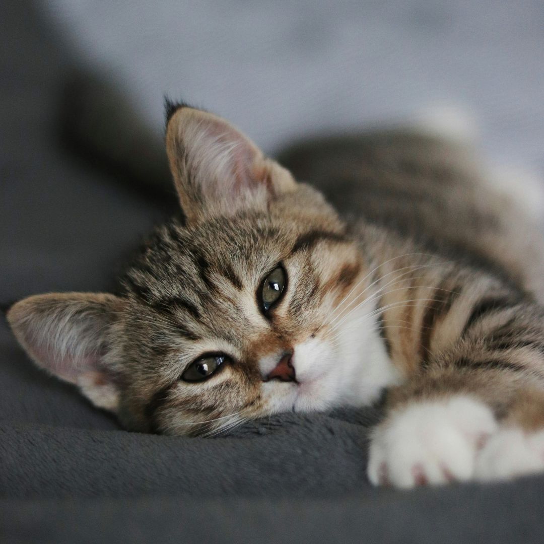 Cat friendly Pet Grooming