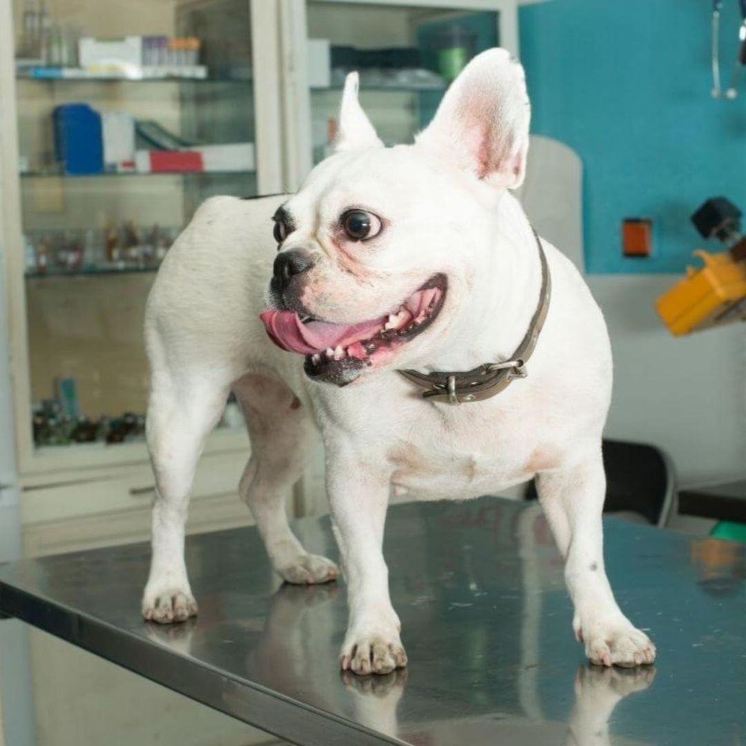 Bulldog standing on a vet clinic examination table