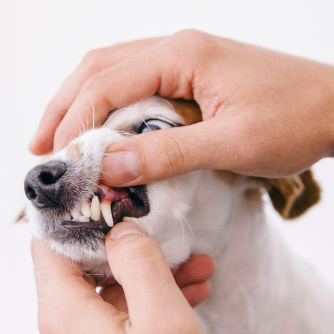 Pet Dentistry Inner Vet checking a dog's teeth and gums