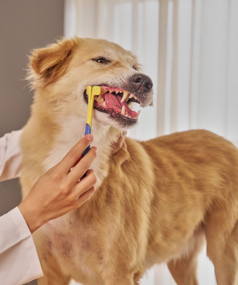 Pet Dentistry Inner2 Veterinarian brushing dog's teeth with toothbrush