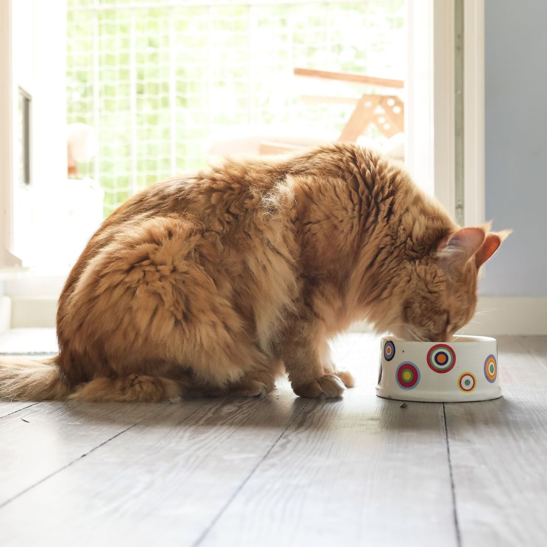 Pet Diet Change cat eating from a patterned food bowl