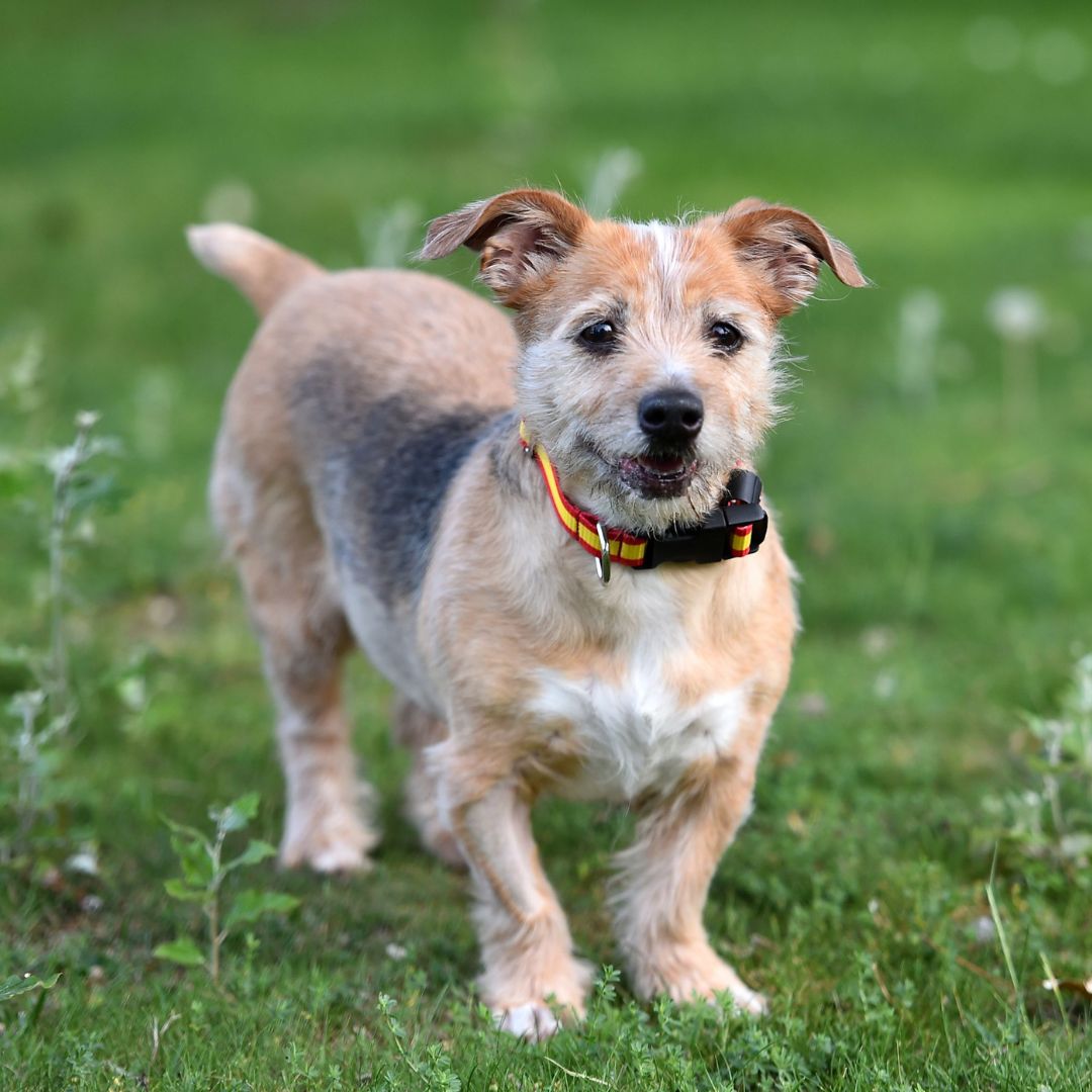 Pet Geriatric Care Senior dog standing on a green grass lawn