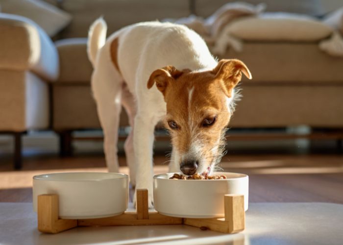 Pet Nutrition Services Dog eating dry pet food