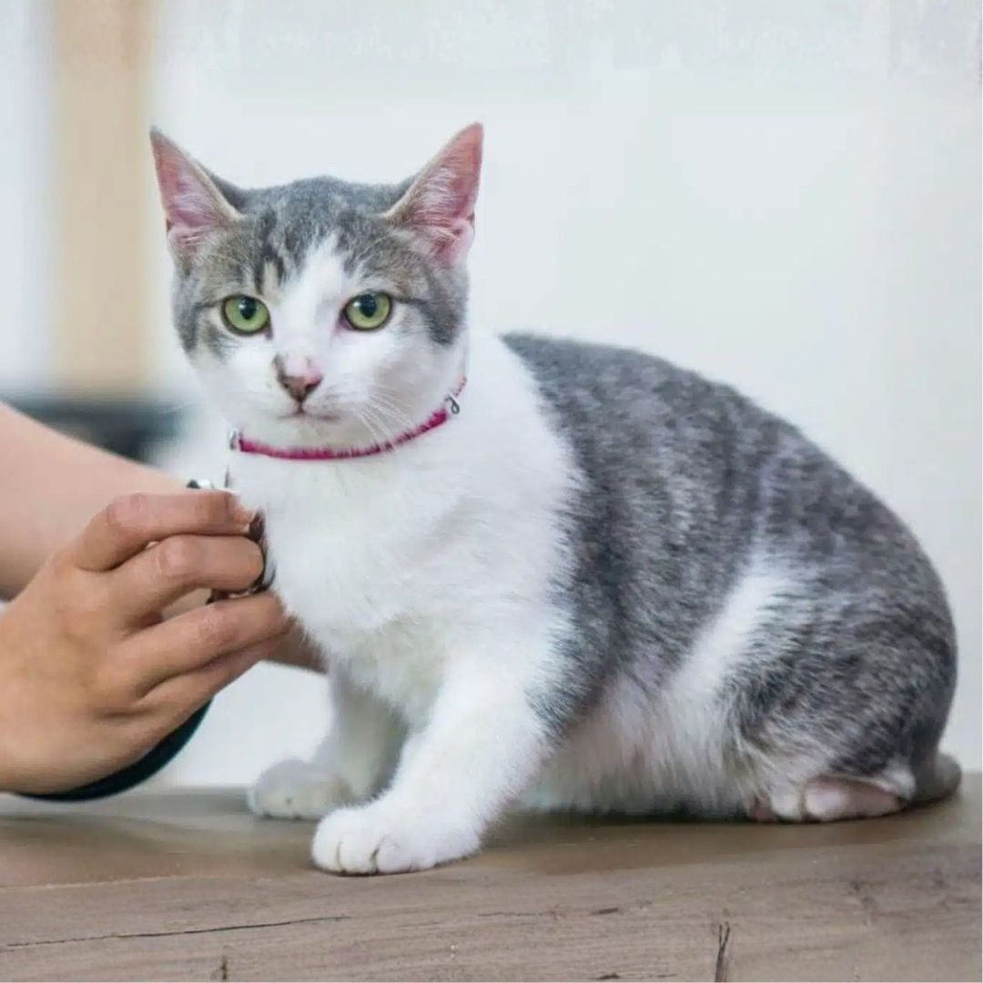 Pet Wellness Inner Cat receiving a veterinary checkup