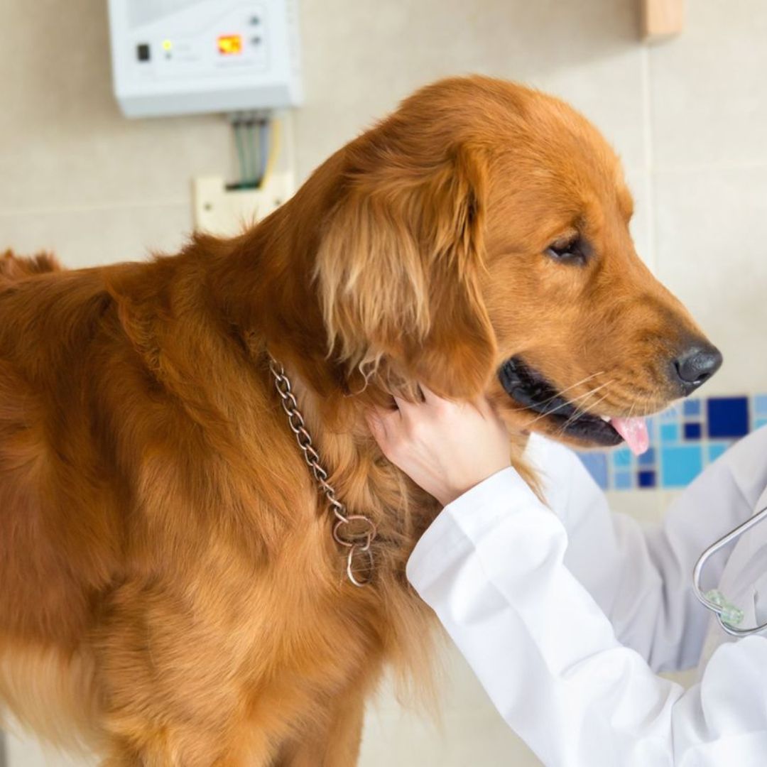 Sick Pet Visit Inner A veterinarian examining a golden retriever