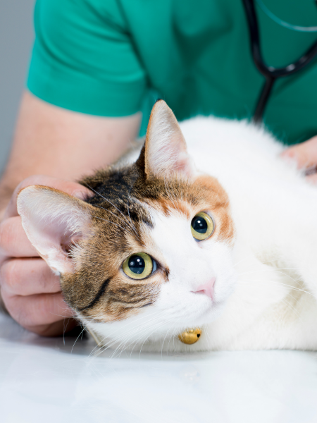 A relaxed cat resting on a table