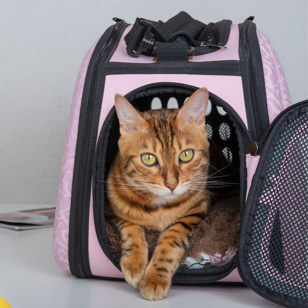 Cat inside pet travel carrier Cat inside pet travel carrier